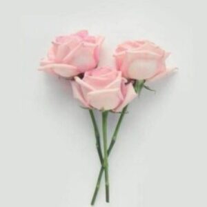 Profile photo of Yasmeen Omar