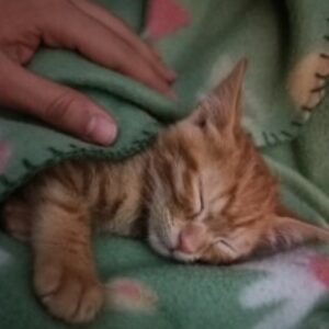 Profile photo of Shimaa Emad